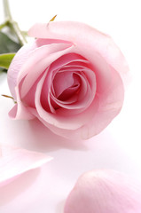 Petals and pink rose