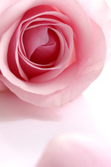 Fototapeta na wymiar Petals and pink rose