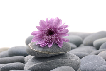 Obraz na płótnie Canvas pink gerbera daisy on zen stones