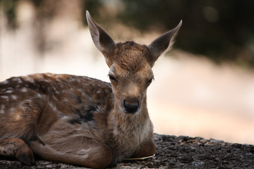 carbiatto
