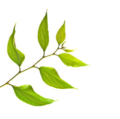 Naklejka premium Branch isolated on white