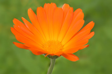 calendula