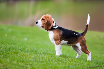 Beagle on green grass