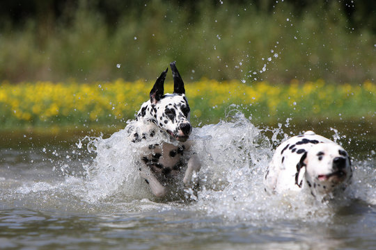 compétition de natation pour les chiens