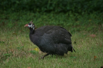 Guinea foul, Thailand.