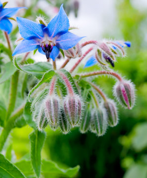 Borage