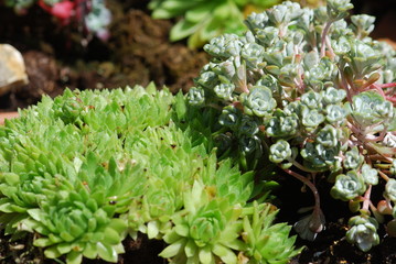 Alpinum (sempervivum)