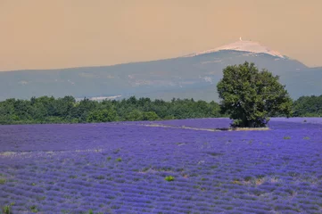 Fotobehang Lavendel lavande au mont ventoux  © asaflow