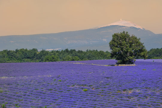 lavande au mont ventoux