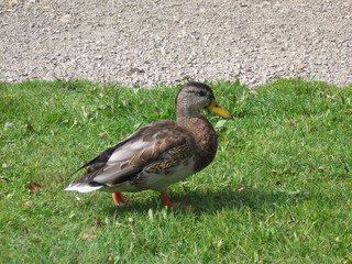 Duck