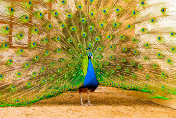 Pavo