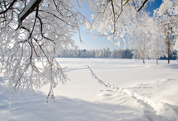 Winterpark im Schnee