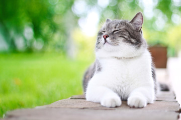 Cute cat enjoying himself outdoors. - obrazy, fototapety, plakaty