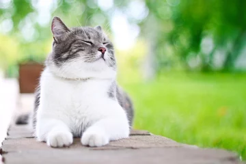 Rolgordijnen Cute cat enjoying himself outdoors. © Drobot Dean