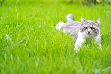 A cute cat relaxing on the grass in the garden