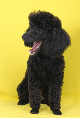 BARBONE
