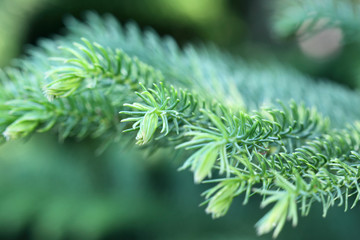 feuilles de conifère