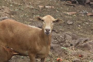 Ziege