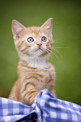 katzenbaby schaut interessiert