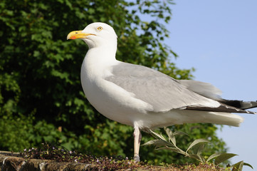 one seagull resting