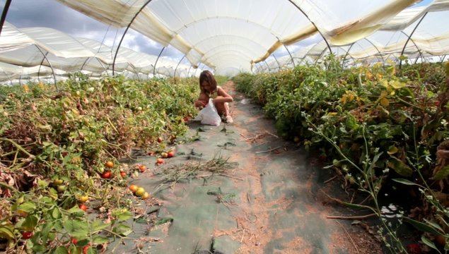cueillette de tomates sous serre