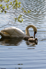 pen and cygnets