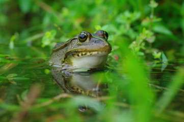 殿様蛙　 -Rana nigromaculata-
