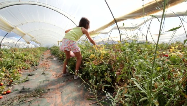 cueillette de tomates sous serre