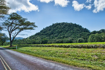 Obraz premium Daintree National Park, Australia