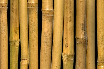 Bamboo  stalks