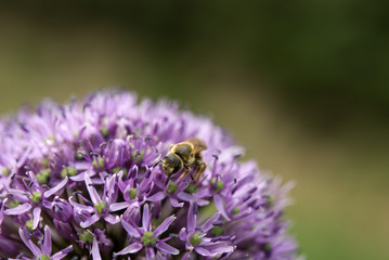 Bee on Allium