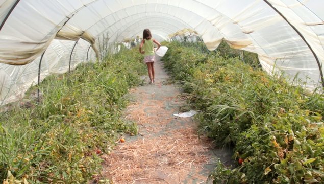 promenade dans la serre de tomates