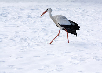 Stork