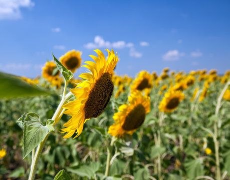Closeup of a sunflower bloom in field of sunflowers