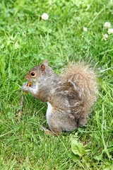 Knabberndes Grauhörnchen