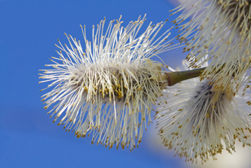 pussy-willow flowers