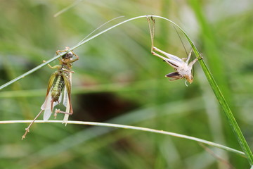 Metamorphosis, a grasshopper and its shed skin