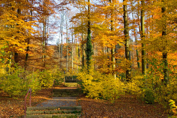 Herbstfarben im Park