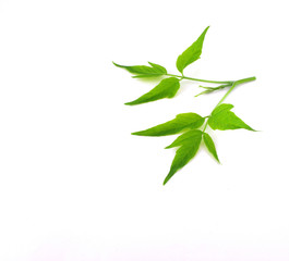 Twig with green leaves