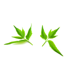 Two twigs with green leaves