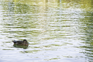 Pato en el estanque
