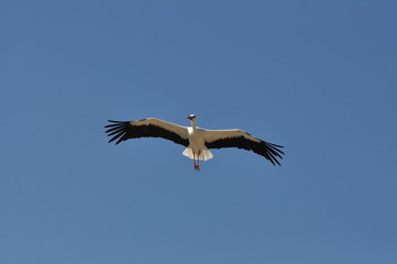 Cigogne