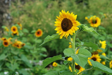 sunflower