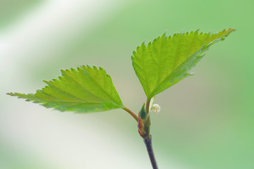 birch foliage