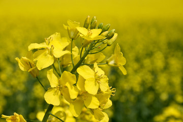 Rapsblüte mit Feld