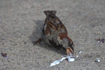 Spatz beim Eis essen