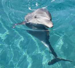 bottle-nosed dolphin