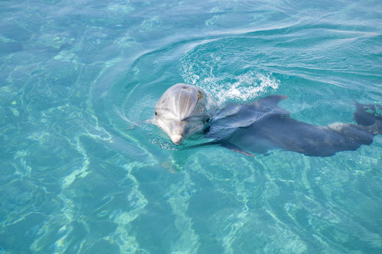 bottle-nosed dolphin