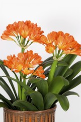 clivia