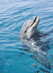 Crédence de cuisine en verre imprimé Dauphin bottle-nosed dolphin